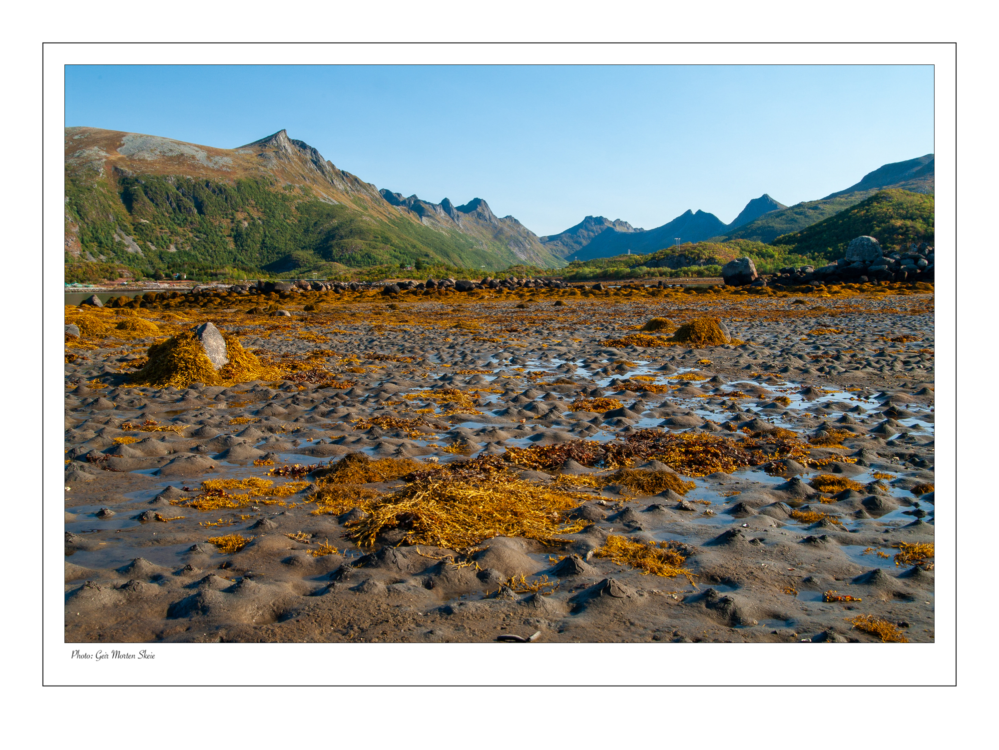 silt_leire_lofoten